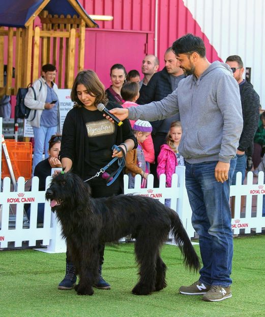 Briard Neville - BRIARD Ciobanesc de BRIE