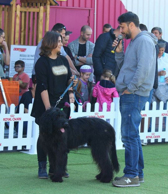 Briard  Neville - BRIARD Ciobanesc de BRIE