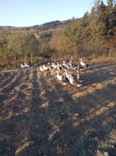 cârd - 4 Toamna 2018