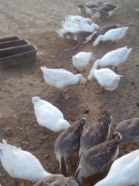 la masă - 4 Toamna 2018