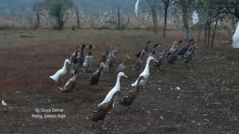  - Rațe indiene