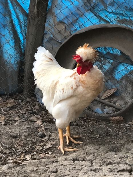 EA17AB75-687C-4789-9D5D-980C6FEA6901 - Puisori 2018