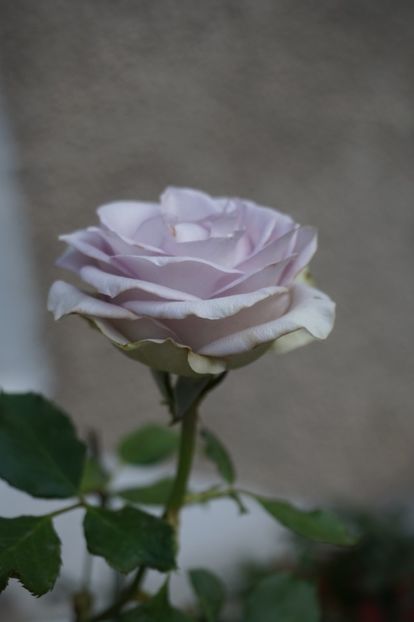  - Noiembrie
