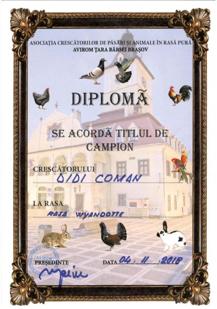 AVIROM Wyandotte Argintiu 2018 - 04 Cupe si diplome obtinute