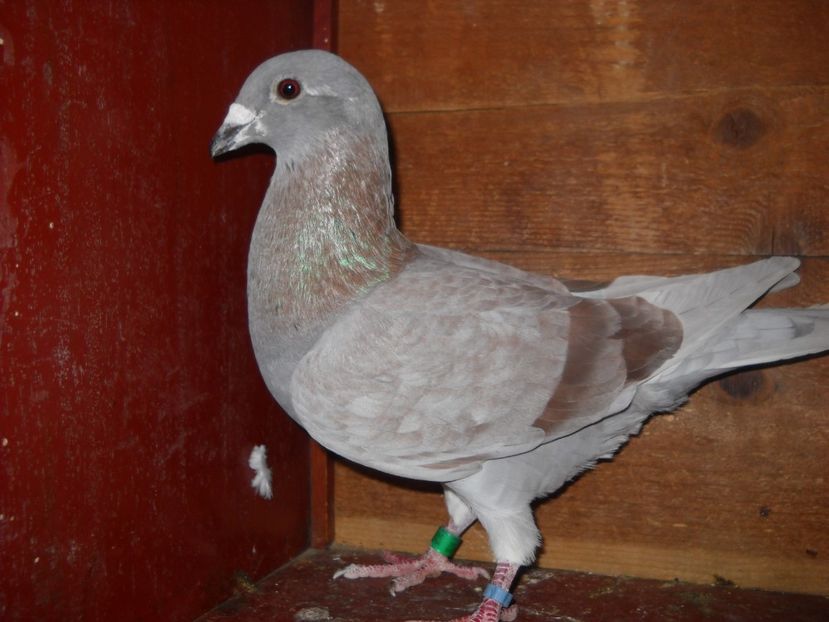 M. - UNDEVA IN SUCEAVA arhiva