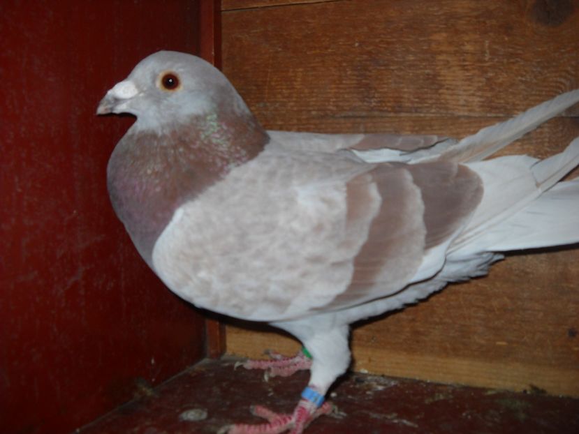 M. - UNDEVA IN SUCEAVA arhiva