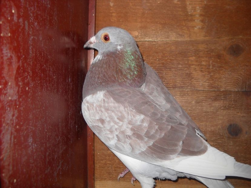 F. - UNDEVA IN SUCEAVA arhiva