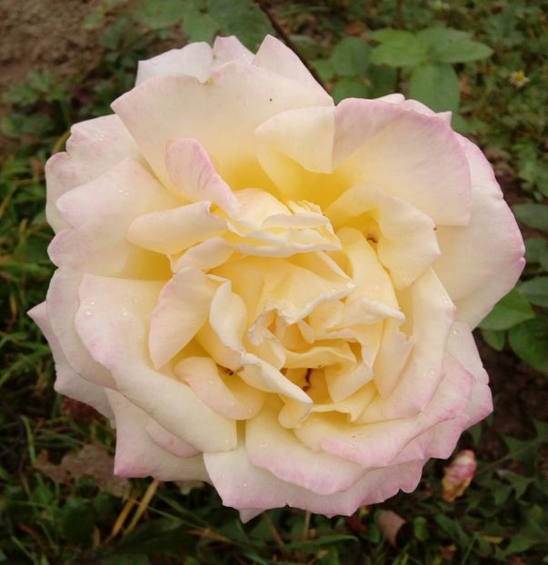  - TRANDAFIRI 2018-2019