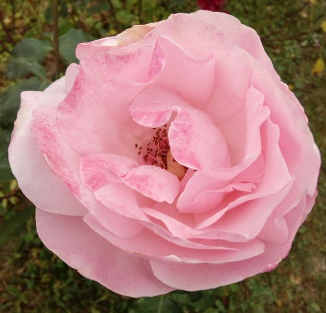  - TRANDAFIRI 2018-2019