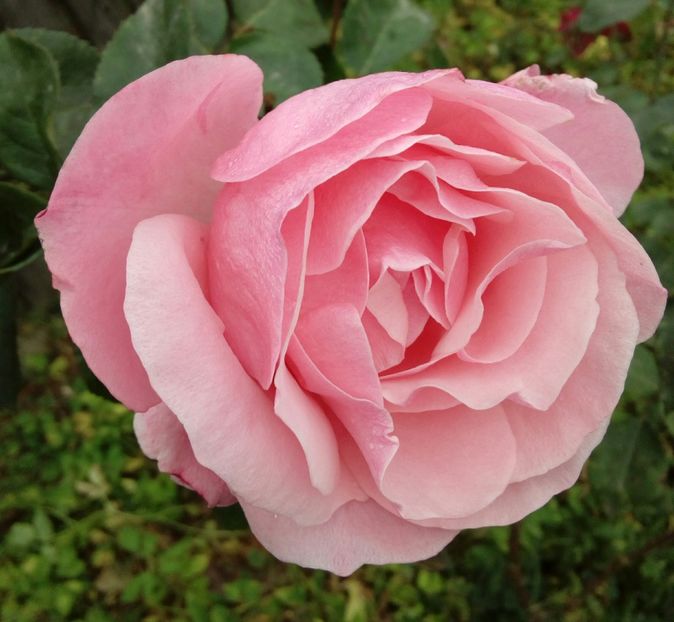  - TRANDAFIRI 2018-2019