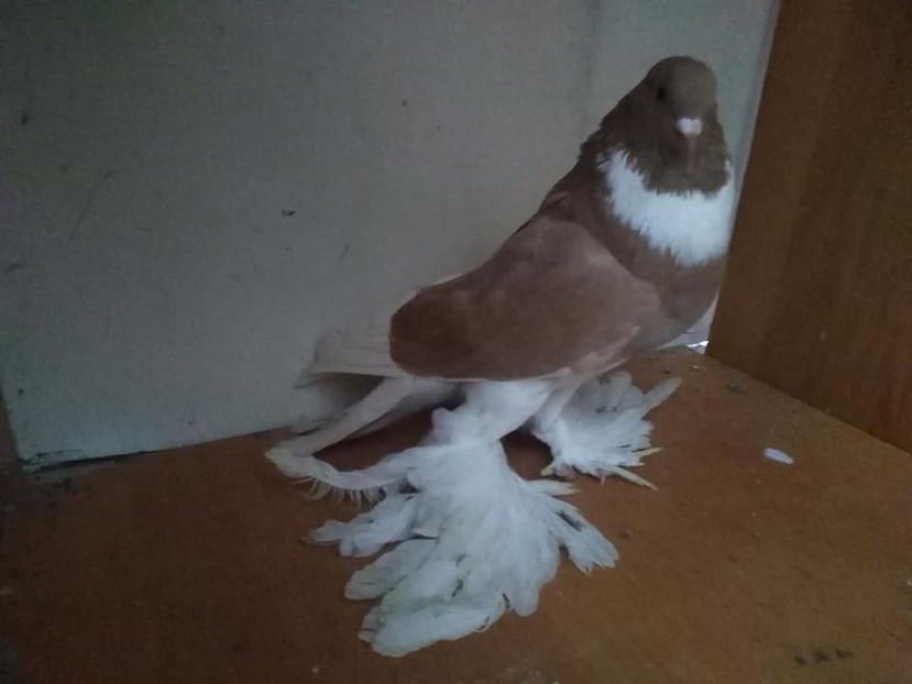 Achizitie F.2016 - Porumbei  vinduti