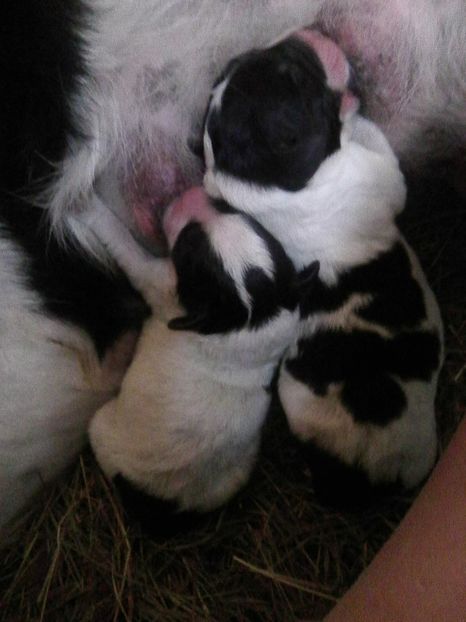 oct 2018 - AA Mysty si primi ei puiuiti de Ciobanesti de Bucovina 2018