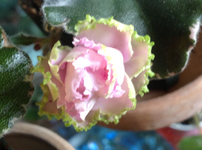  - Violete de colecție cand nu poti sa te oprești 2018aprilie