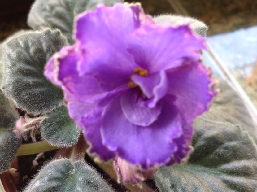 Blue Dragon - Violete de colecție cand nu poti sa te oprești 2018aprilie