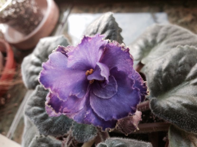 Blue Dragon - Violete de colecție cand nu poti sa te oprești 2018aprilie