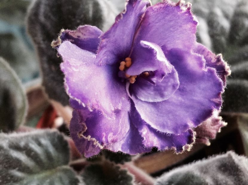 Blue Dragon - Violete de colecție cand nu poti sa te oprești 2018aprilie