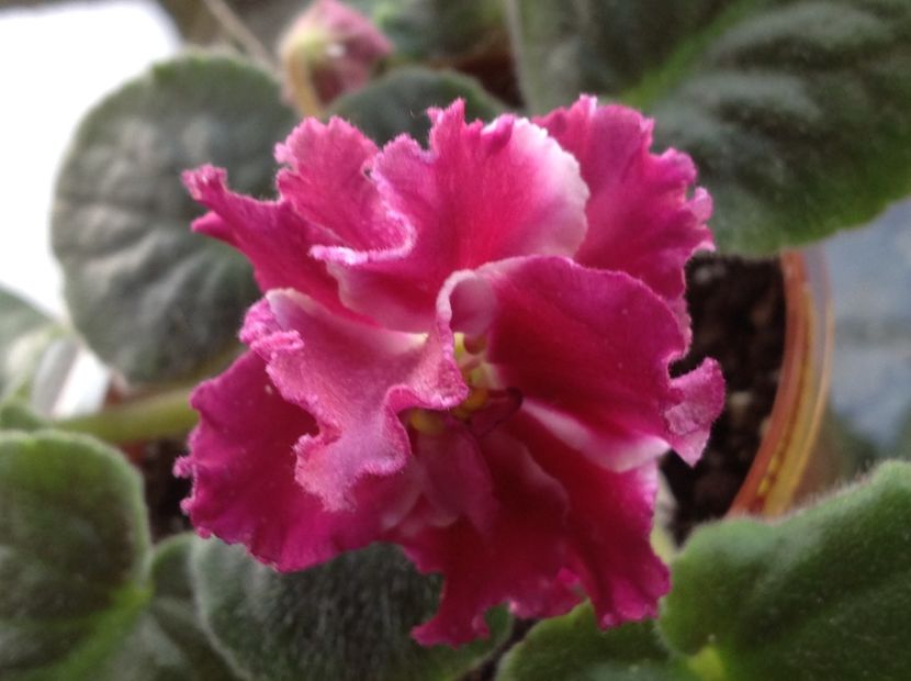 Amadeus - Violete de colecție cand nu poti sa te oprești 2018aprilie