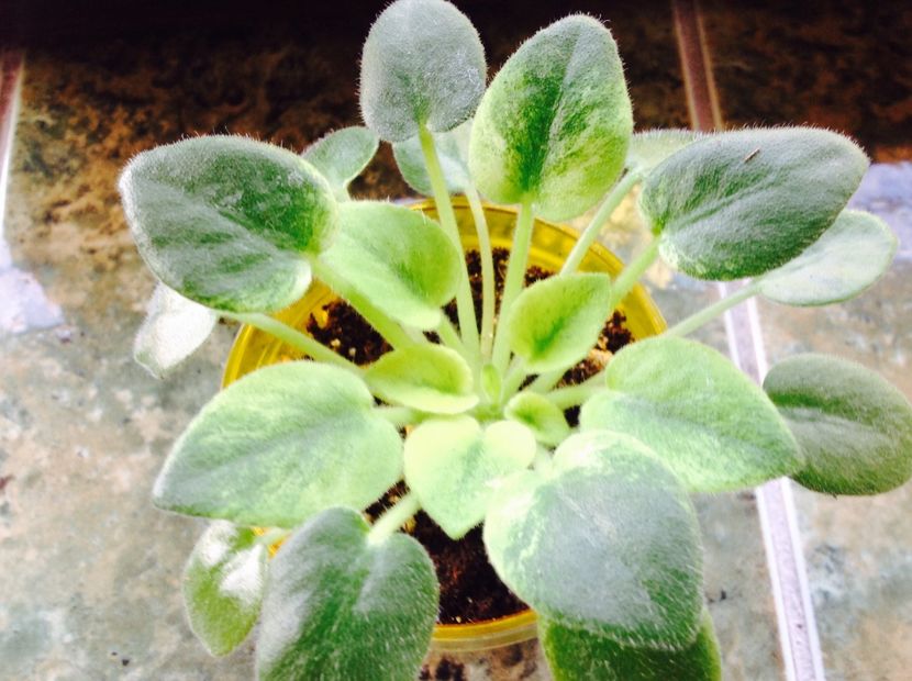 N Robinson - Violete de colecție cand nu poti sa te oprești 2018aprilie