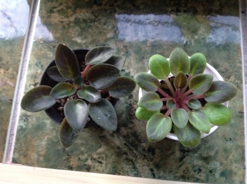 Mini roz surori - Violete de colecție cand nu poti sa te oprești 2018aprilie