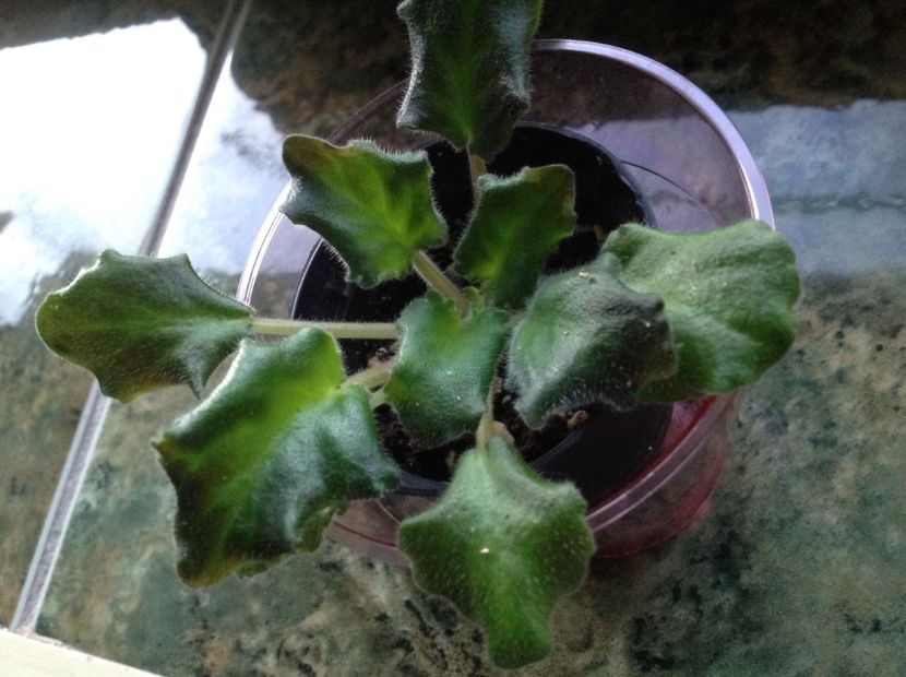 Rob s Sarsparilla - Violete de colecție cand nu poti sa te oprești 2018aprilie