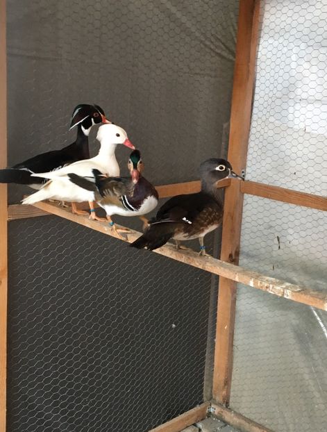  - Rațe Mandarine Standard