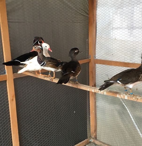  - Rațe Mandarine Standard