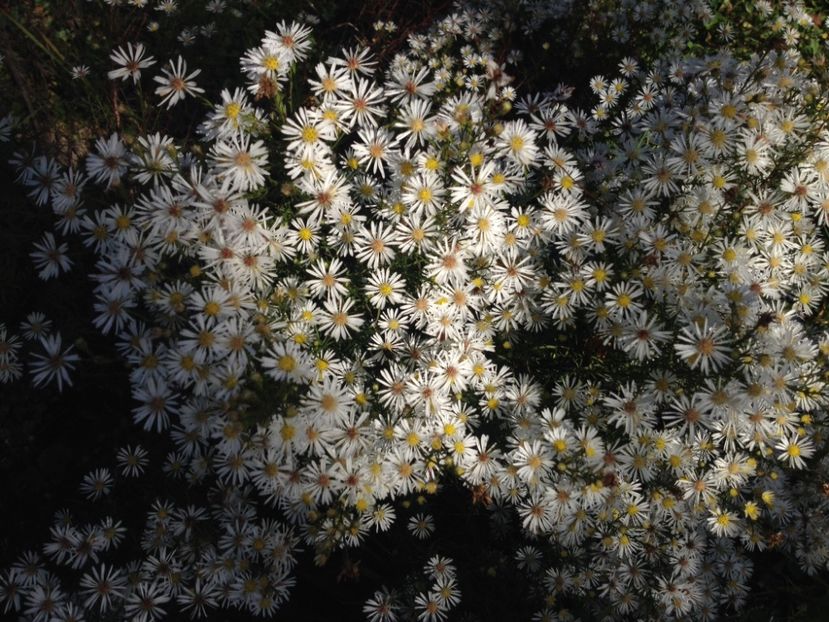  - Cand iti place asterul!