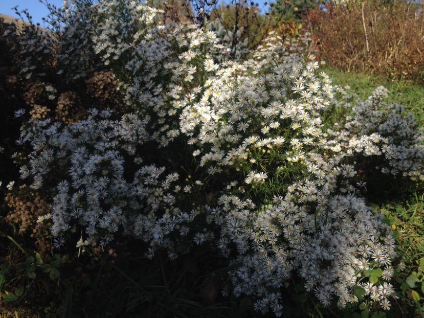  - Cand iti place asterul!