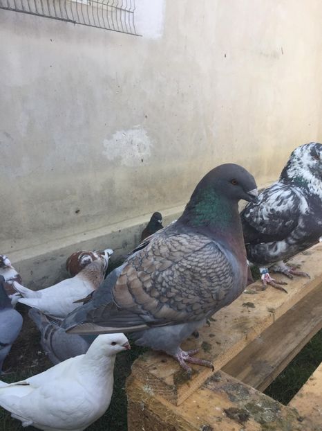 45586101_250214155846319_6479375198750507008_n (1) - TINERET 2018