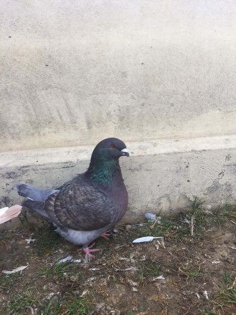 45447347_725692407786162_2645006328786845696_n (1) - TINERET 2018