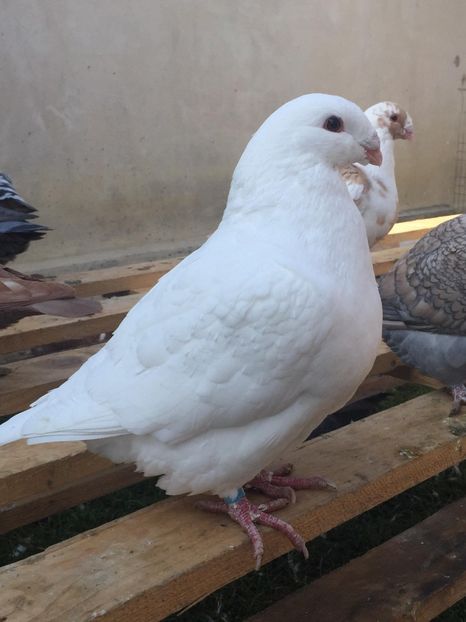 45450032_1936138056683170_4084454692371824640_n (1) - TINERET 2018