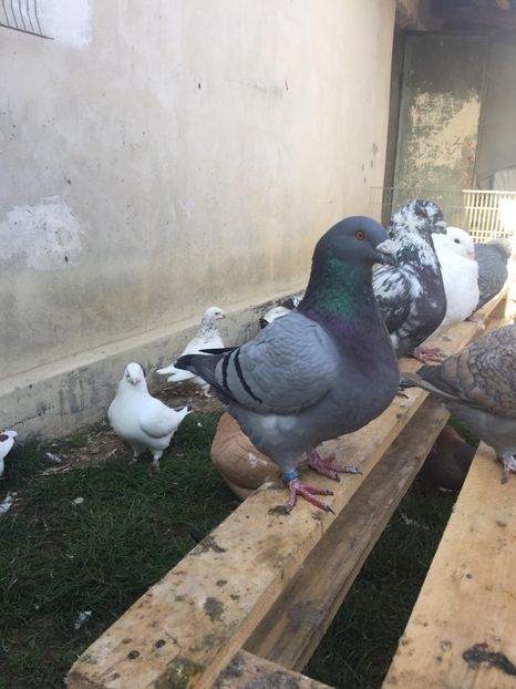 45457304_522709838203559_5287789943278534656_n (1) - TINERET 2018