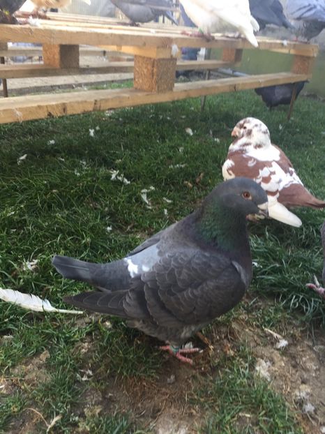 45394530_327022634518759_5110085735831044096_n (1) - TINERET 2018