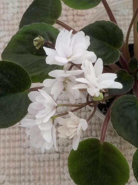 3 nov - ZZ Deer Path