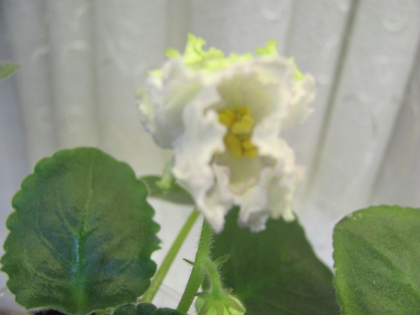  - ZZZZZEK Sugar Rose