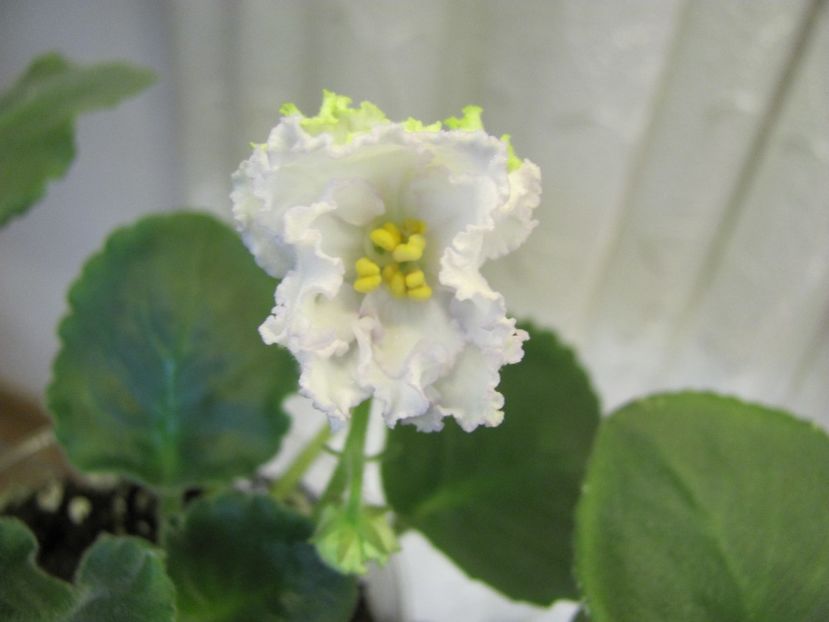  - ZZZZZEK Sugar Rose