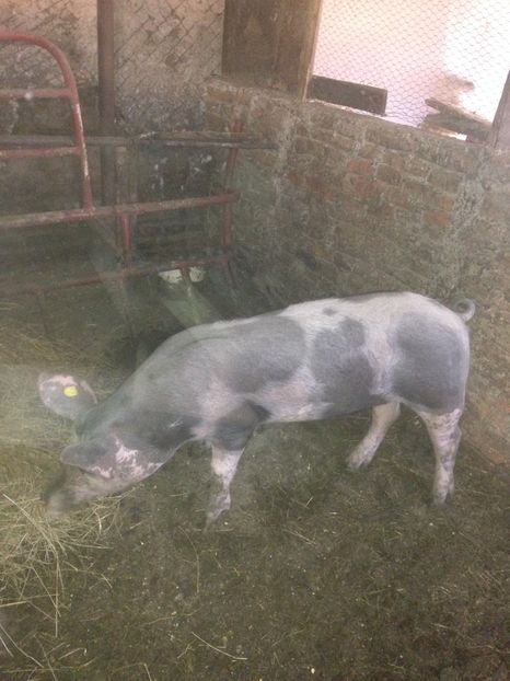  - Purcei 2017-2018-2019-2020