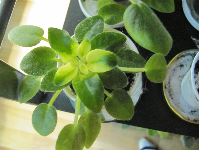  - ZZRobs Chilly Willy