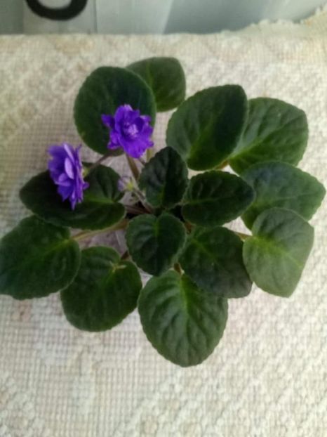 23 oct - ZZ Eskimo Kisses