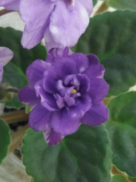 1 nov - ZZ Eskimo Kisses