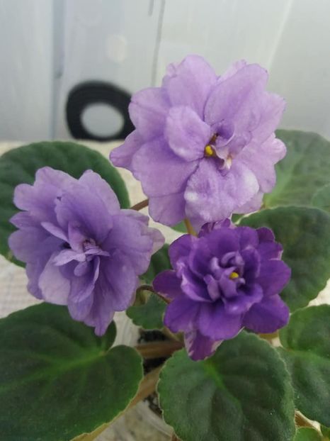 1 nov - ZZ Eskimo Kisses