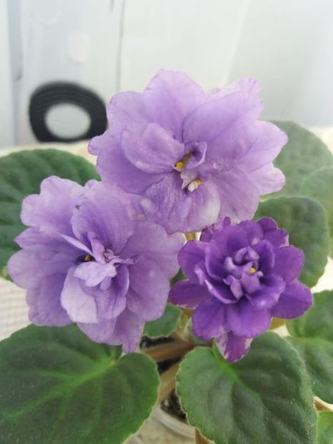 1 nov - ZZ Eskimo Kisses