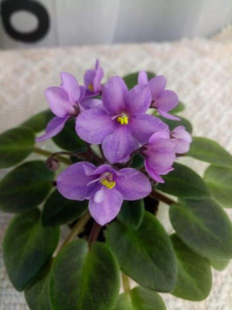 23 oct - ZZ Mini roz Lidl