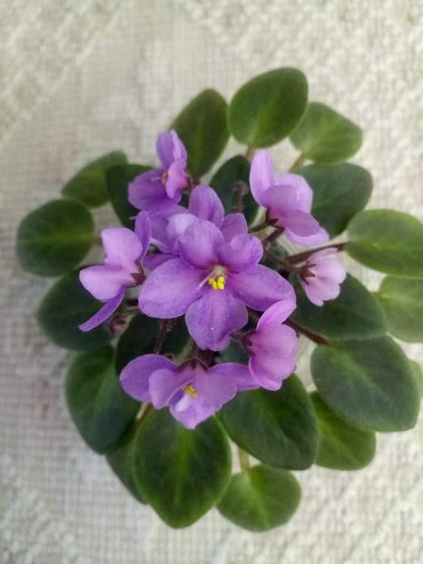 23 oct - ZZ Mini roz Lidl