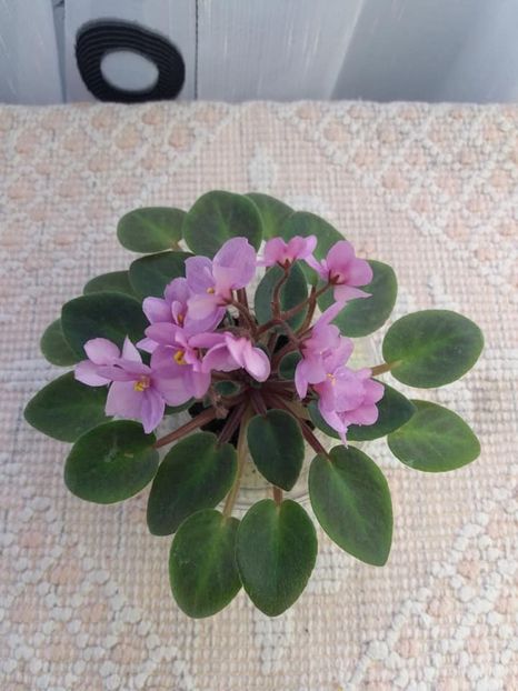 1 nov - ZZ Mini roz Lidl