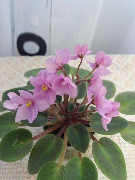 1 nov - ZZ Mini roz Lidl