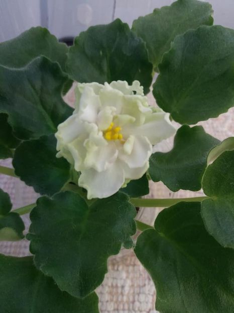 1 nov - ZZ LE Chateau Margaux