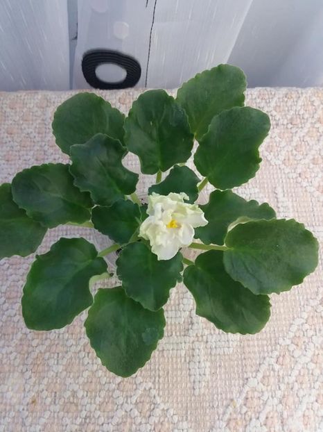 1 nov - ZZ LE Chateau Margaux