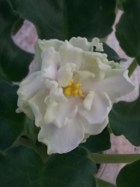 1 nov - ZZ LE Chateau Margaux