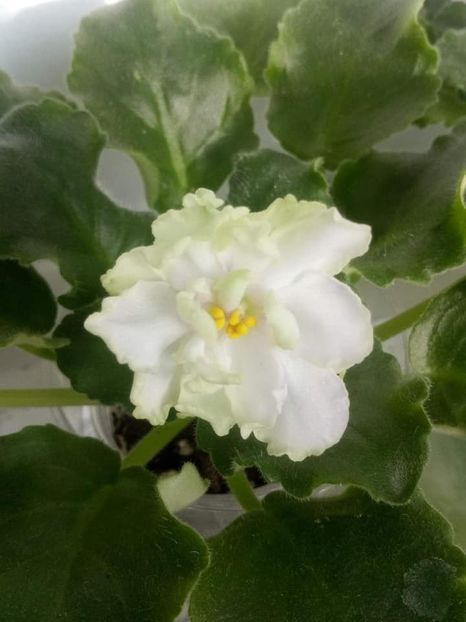 3 nov - ZZ LE Chateau Margaux